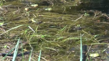 Küçük su Kurbağa (Rana lessonae) bahar gölet.