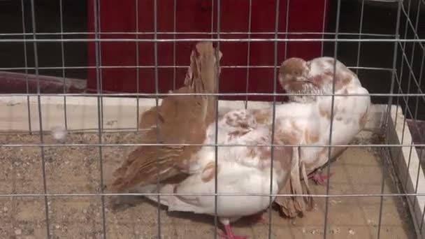 Par de palomas enjauladas en exhibición — Vídeo de stock