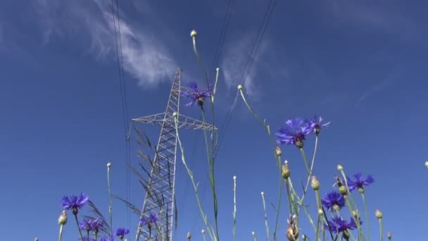 High voltage electrical tower and summer cornflowers — Stock Video