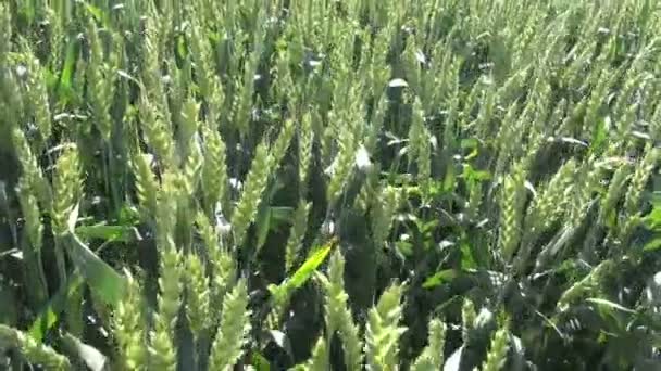 Fermier marchant à travers le champ de blé d'été 