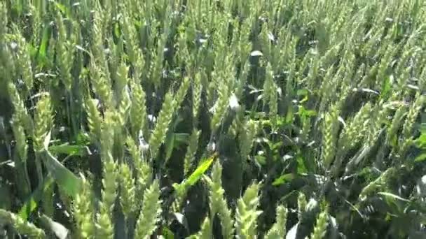 Agricultor caminando por el campo de trigo de verano — Vídeo de stock