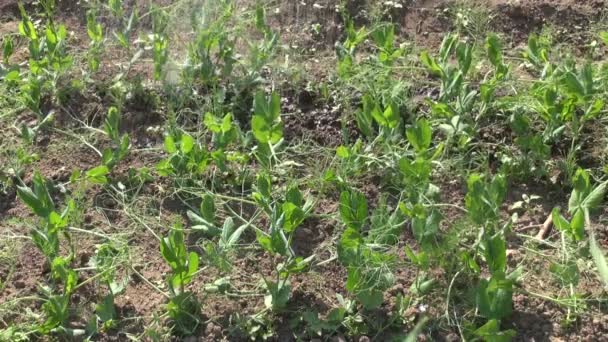 Brotes de guisantes de riego en jardín de primavera — Vídeos de Stock