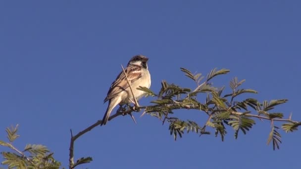 Vrabec pták na větvi v Indii — Stock video