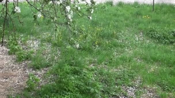 Падение весенней яблони цветет лепестки на траве — стоковое видео