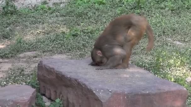 Macaco comendo pássaros comida em pedra em Agra, Índia — Vídeo de Stock