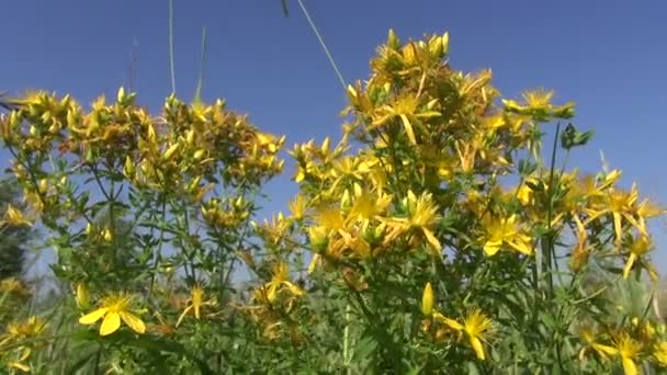 药用植物圣约翰麦汁鲜花在风和蓝天 — 图库视频影像