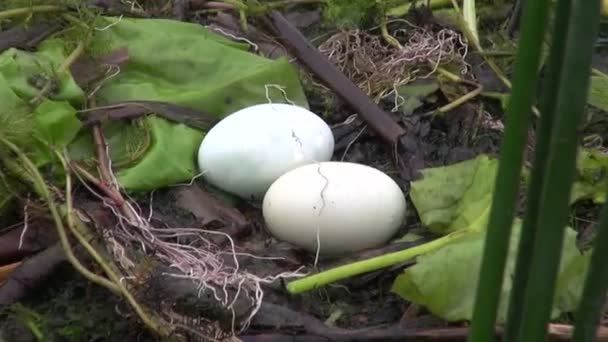 Le Grand Grèbe à crête (podiceps cristatus) niche sur l'eau du lac avec deux œufs frais — Video