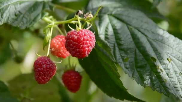 Frutos maduros de frambuesa en rama en el jardín — Vídeo de stock