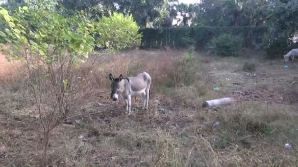 Young  donkey in park, Punjab,India — Stock Video