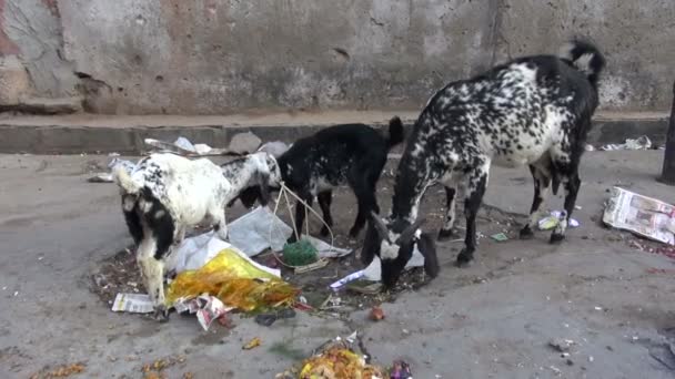 자이푸르 시 거리, Rajasthan, 인도에 염소 — 비디오