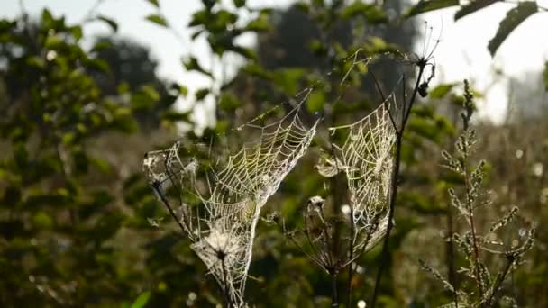 Verão fim orvalho teias de aranha e vento — Vídeo de Stock