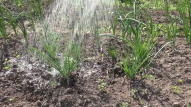 Soğan sulama bahar bahçe içinde lahanası