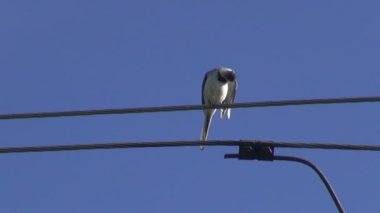 Tel üzerinde yabani kuş beyaz kuyruksallayan