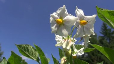 Gökyüzü arka plan üzerinde güzel sebze patates çiçeği