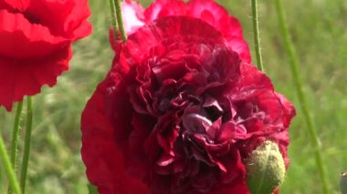 Güzel yaz haşhaş çiçekleri Bahçe