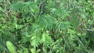 Valerian tıbbi bitki yaz çayır üzerinde