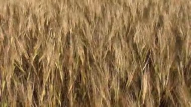 Kulak ve Rüzgar soyut arpa alan arka plan