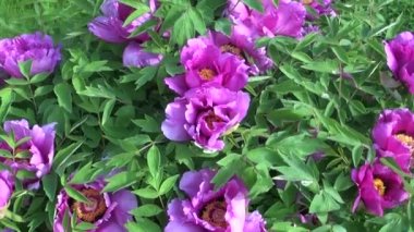 Güzel Şakayık çiçek çiçek