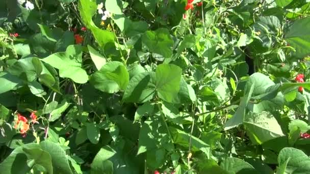 Flores de judías de verano en el jardín — Vídeo de stock