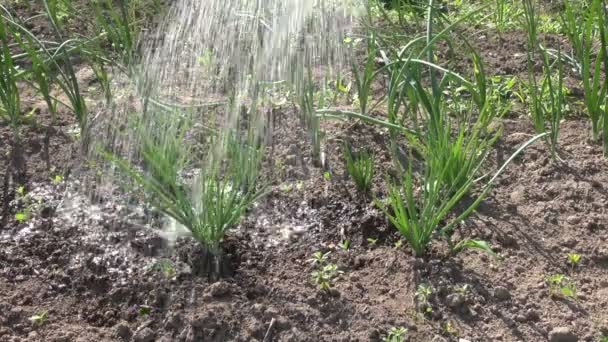 Zwiebelsprossen im Frühlingsgarten gießen — Stockvideo