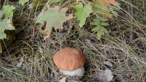 Cep cogumelo (Boletus edulis) no outono — Vídeo de Stock