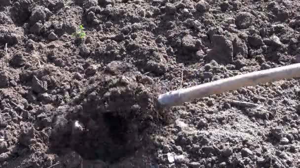 Graven voorjaar aarde bodem in tuin met vork gereedschap — Stockvideo