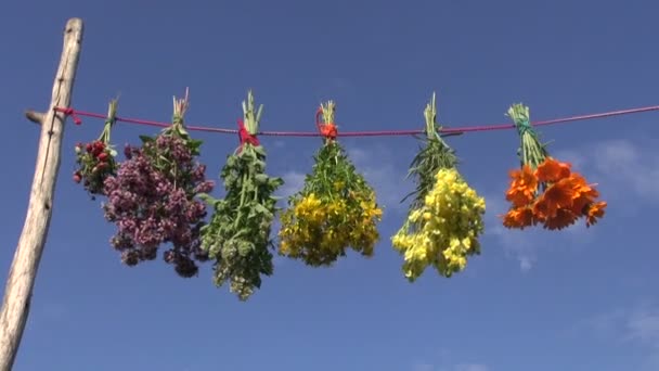 Verschiedene frische Heilkräuterbüschel an Schnur hängen — Stockvideo