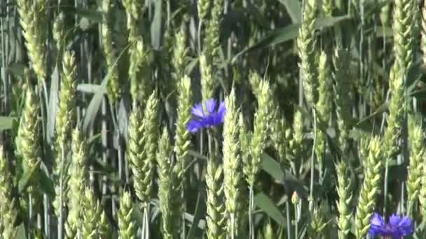 Culturas de trigo e flores de milho azuis no vento — Vídeo de Stock