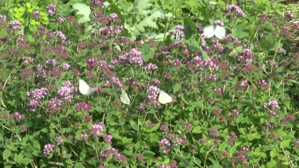 Marjolaine sauvage origan fleurs médicales et papillon d'été 