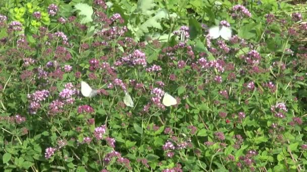 Wild marjoram oregano medical flower blossoms and summer butterfly — Stock Video