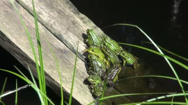 Группа зеленых лягушек на доске в пруду — стоковое видео