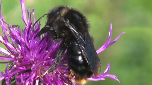 Big black bumblebee on wild flower — Stock Video