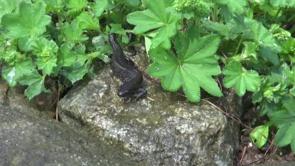 Kammmolch (triturus cristatus) auf Stein nach Frühjahrsregen — Stockvideo