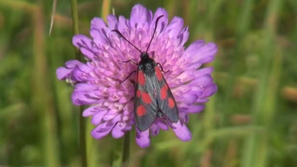 Beautiful  butterfly (Zygaena) on flower in meadow and wind — Stock Video