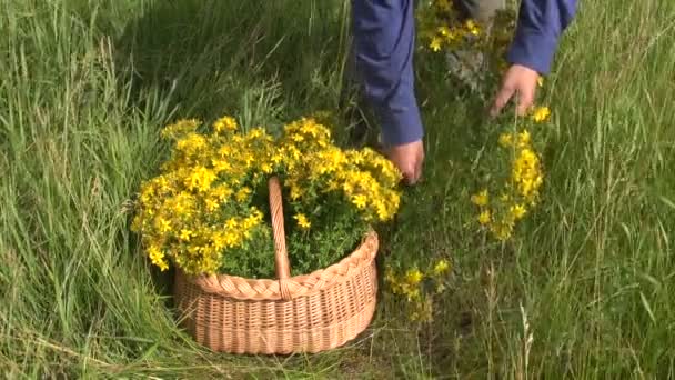 Recogida de hierbas medicinales tutsan flor en el prado de verano — Vídeo de stock
