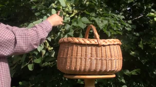 Picking  linden tree medical blossoms — Stock Video