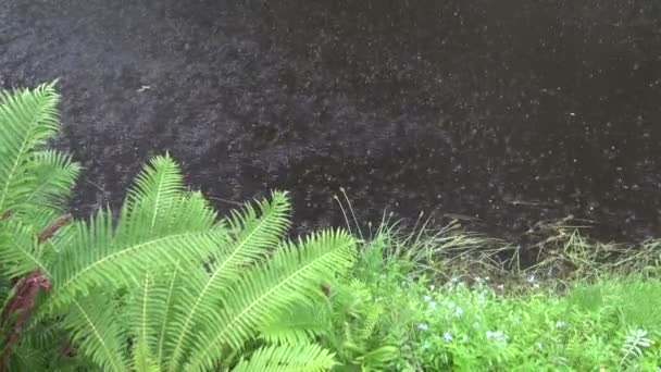 Pluie estivale sur l'eau du lac et fougère — Video