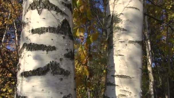 Golden autumn birch tree trunk in forest and camera rotation — Stock Video