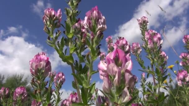 Restharrow (Ononis arvensis)  medical herb flowers on wild  meadow — Stock Video