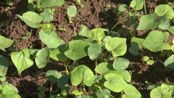 年轻的新鲜荞麦作物豆芽上农场的场长 — 图库视频影像