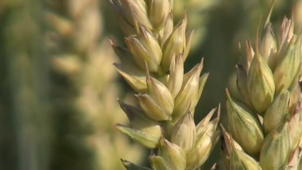 Καλοκαίρι σιτάρι καλλιέργεια μακρο αυτί και τον άνεμο — Αρχείο Βίντεο