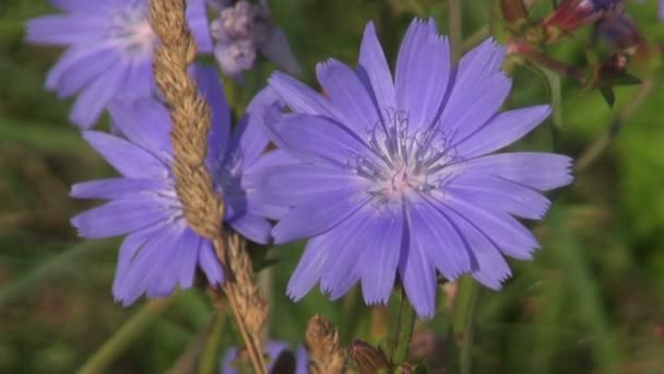 Herbe médicale bleue Fleurs de chicorée commune (Cichorium intybus) en été — Video