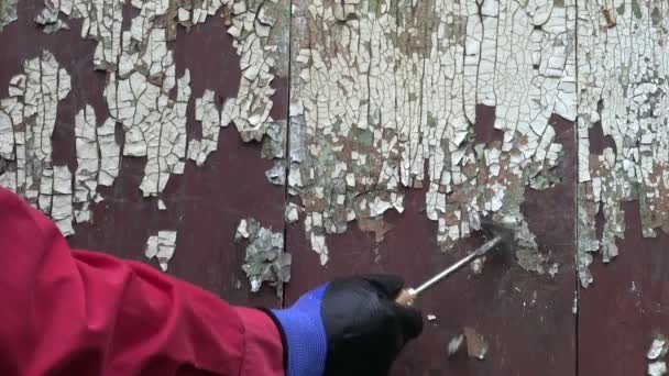 Gratter la vieille peinture fissurée de la porte de la grange de ferme en bois — Video