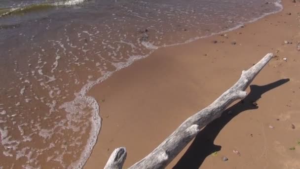 Ветка мертвого дерева на берегу моря песок и волны — стоковое видео