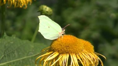 Kükürt kelebek (Gonepteryx rhamni) yaz çiçek