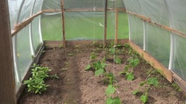 Bahar salatalık fide plastik serada filizlenir