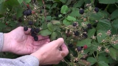 malzeme çekme taze böğürtlen berry bush