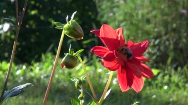 Bumblebee - kırmızı dahlia nektar seçici