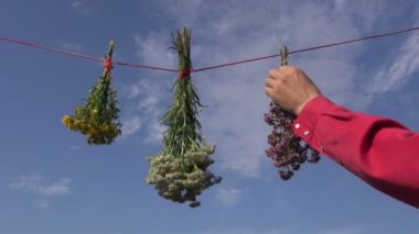 Kızıl dizesinde asılı taze tıbbi bitkiler demet