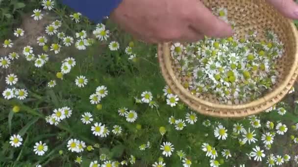 Raccolta di camomilla erba medica nel giardino estivo — Video Stock